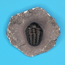 Phacops Rana Fossil Trilobite Atlas Mountains Morocco Professionally Prepared #5 picture