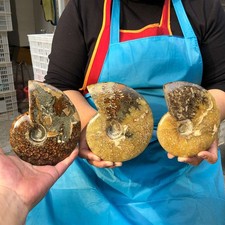 3pcs 4.2LB Polishing and Restoration of Natural Conch Specimens Madagascar 4686 picture