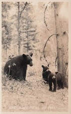 Banff AB Canada Black Bear Mother With Cubs Wildlife RPPC Photo Vtg Postcard K34 picture