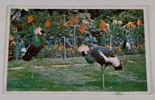 African Crowned Cranes Lambert Gardens Portland Oregon Vintage Postcard Birds picture