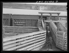 Albuquerque New Mexico 1943 Cattle Unloading Stockyards AT&SF Railroad picture