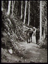 Glass Magic Lantern Slide CLIMBING UP LA FLEGERE C1910 PHOTO FRANCE picture