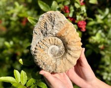 Jumbo Natural Ammonite Fossils From Morocco, 5 - 6