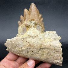 Basilosaurus Tooth In Jaw Segment Museum Quality Eocene Fossil Morocco picture