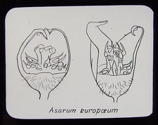 Glass Magic Lantern Slide PLANT POLLINATION NO29 C1900 DRAWING ASARUM EUROPOEUM picture