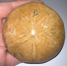 Dinosaur Era Fossil Polished SAND DOLLAR Lot 3+ Inches One Per Order picture