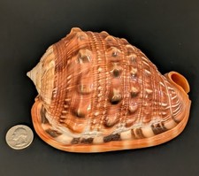 Gorgeous Colorful Bullmouth Helmet Conch Seashell Large 5.5