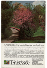 Vintage Tennessee Travel 1971 Print Ad Flaming Hills Knoxville Redbud Dogwood picture