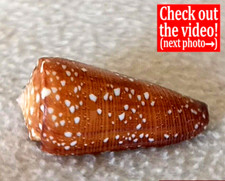 Conus victor f. abbai #31 53.2mm BIG GORGEOUS RARE BEAUTY from Indonesia picture