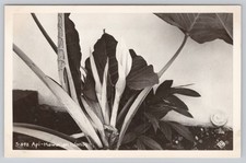 Vintage Real Photo Postcard Api Taro Plant Flowers Hawaiian Islands RPPC picture