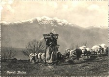 Biella Italy Shepherdess & Sheep Flock Pascoli Biellesi RPPC Real Photo picture