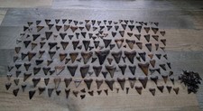 Huge Lot Of Megalodon Era Shark Teeth Angustidens Mako More Fossil Tooth picture
