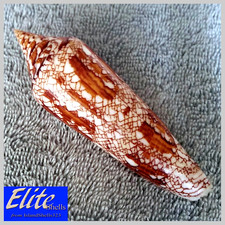 Conus Bengalensis #10 105.5mm ULTRA GORGEOUS BEAUTY from Myanmar (Burma) picture
