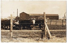 real photo Brush CO - Mofalfa mill And Cattle mailed 1909 antique postcard RPPC picture