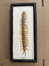 Vintage Real Centipede Framed picture