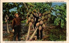 Vintage Giant Papaya Plantation Near West Palm Beach Florida Postcard picture