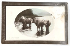 Antique Rotograph Real Photograph Postcard Bromide Paper RPPC Highland Cattle picture