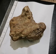 3D Well Defined Juvenile Fossil Iggy Dinosaur Foot cast picture
