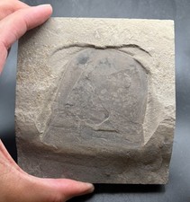 Huge 7 cm wide Eurypterid head - Eurypterus remipes - Silurian Herkimer, NY picture