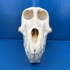 Female Chacma Baboon Skull Bone picture