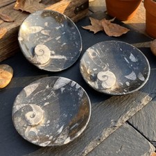 Orthoceras And Ammonite Fossil Stone Bowl Dish Carving (4.5 Inches) picture