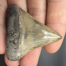 Florida Great White Shark Tooth 2.06” All Natural picture