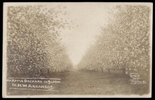 Vintage Postcard Real Photo Apple Orchard Northwest Arkansas 1909 picture