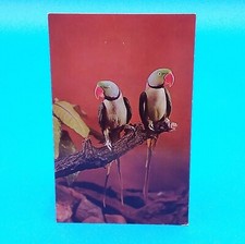 POSTCARD St Louis Zoological Garden Divided Unposted Indian Ring Neck Parakeet picture