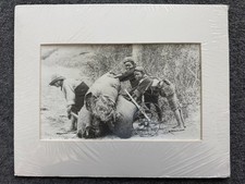 Historic Photo Collecting Spanish Moss Turn of the Century 11x14 Hand Restored picture