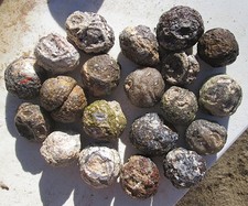 WHOLE COCONUT GEODE ROUGH LOT~ 7 lbs 4 ozs ~ 20 GEODES picture