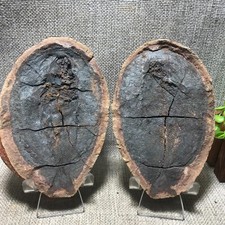 955g 1 Pair of Split Natural Bony Fish Cretaceous Concretion Madagascar 14 picture