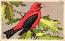 Vintage Scarlet Tanager Bird Postcard NWF Wildbird Series 502-6 Linen Era picture