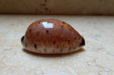 F Cypraea lyncina lynx WOW glossy red seashell cowry Cypraeidae 69.5mm F++++F+++ picture