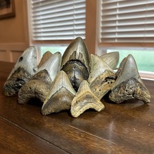 Real Megalodon Shark Teeth: lot of 10 picture