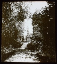 IN STANLEY PARK VANCOUVER BC CANADA C1890 PHOTO Magic Lantern Slide picture