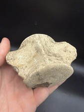 Quality Cetacean Vertebra Fossil South Carolina Dolphin Or Whale Bone picture