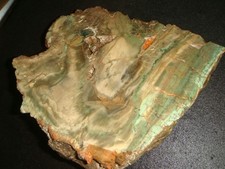 RARE LARGE OLD CHROMIUM PETRIFIED WOOD END CUT ZIMBABWE AFRICA  6  1/2 +  POUNDS picture