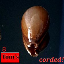 Cypraea adusta #8 47.5mm BIG CORDED BEAUTY from Zanzibar Island picture