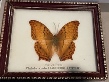 3 EA Framed Butterflies picture