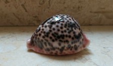 F cypraea pantherina red sea shell F++++F+++ 82mm super natural glossy colour picture