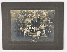Antique Boarded Photo Unique Man Feeding Large Group Of Puppy Dogs Outdoors picture