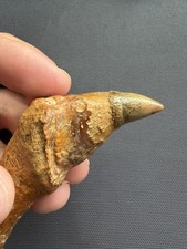 Museum Quality Cetacean Tooth Fossil - Chile - Marine Mammal Fossil picture