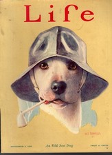 1925 - An Old Sea Dog Pit Bull by Will Rannells - Reproduced ad from Life picture