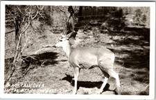 Blacktail Deer Postcard Unposted Vintage Real Photo In The Mts Of The West picture