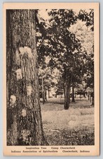 Inspiration Tree Spirit Faces Camp Chesterfield Indiana Postcard picture