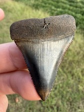 Rare NC River Great White Shark Tooth Fossil  picture