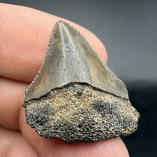 Juvenile Megalodon Shark Tooth SWFL picture