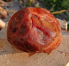 10 Oz Red Banded Agate LSA,  Nodule, Pealer, Killer picture