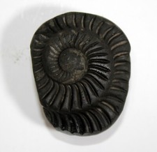 Auspicious Sudarshan Shaligram Wt-94 gram Size 2.00 inch picture