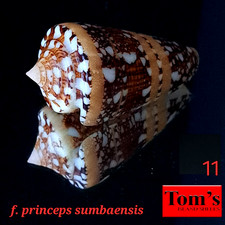 Conus ammiralis f. princeps sumbaensis #11  47.1mm ULTRA BEAUTY from Indonesia picture